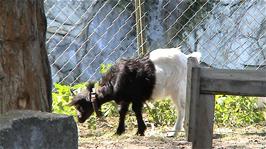 One of the goats by Route 1 at Gampel, 24.7 miles into the ride